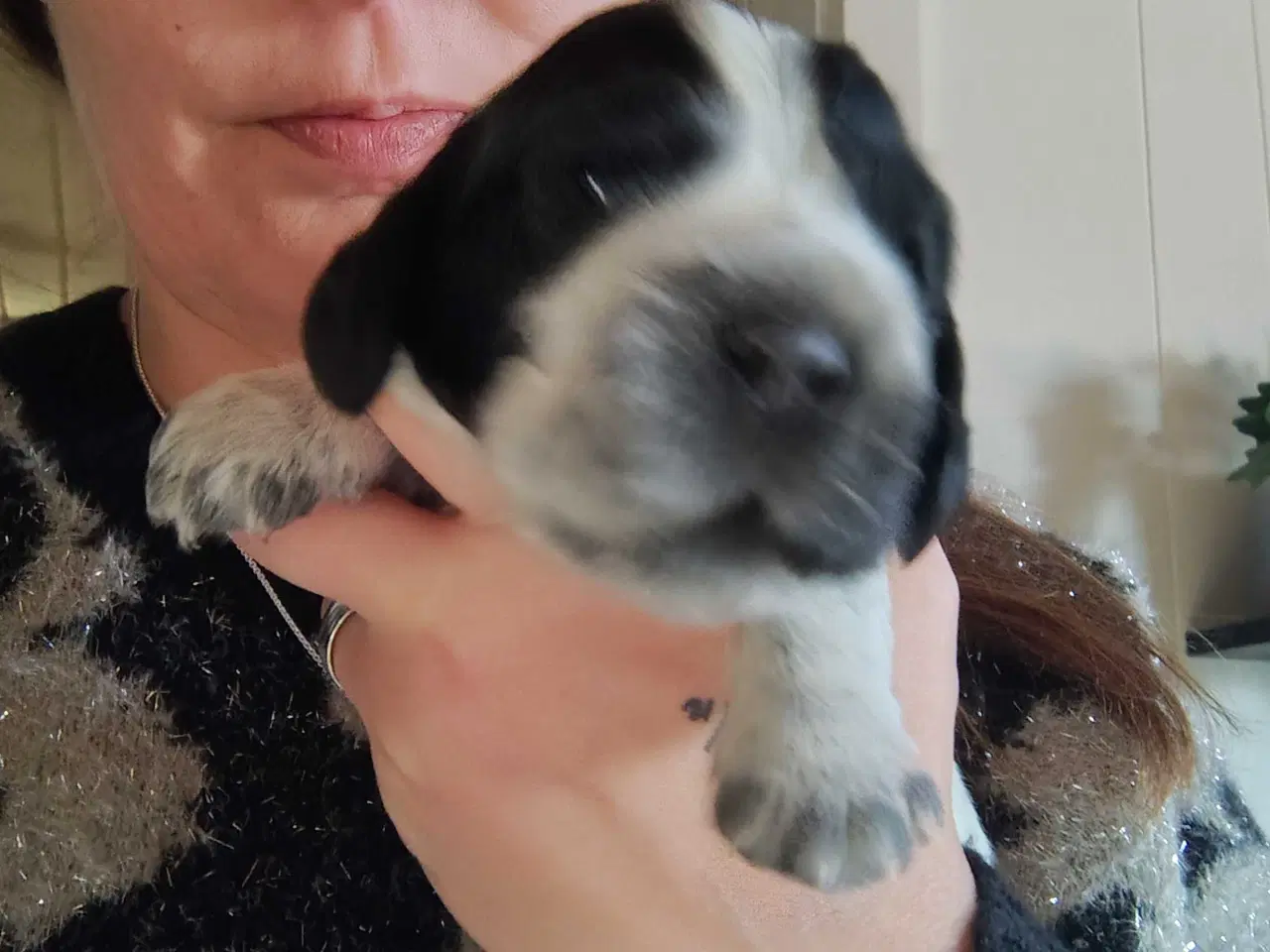 Billede 4 - Cocker Spaniel 