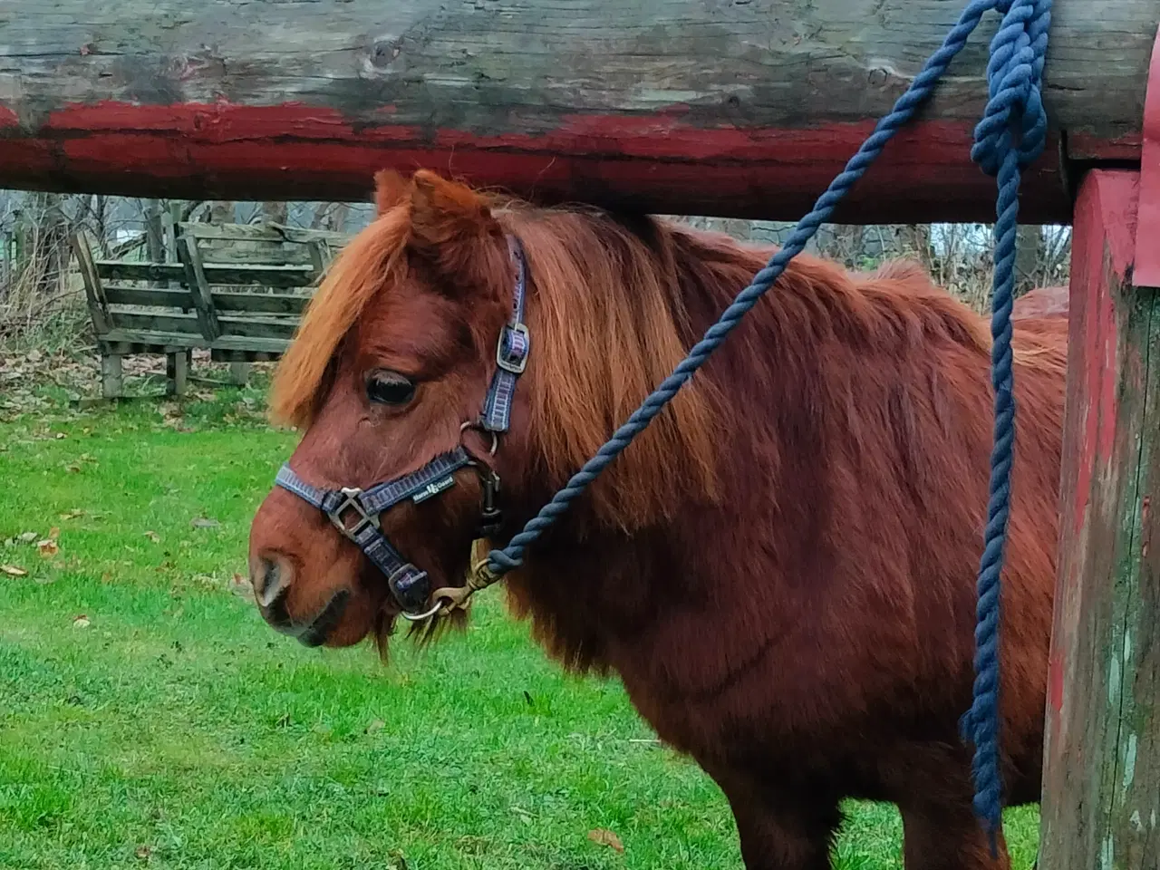 Billede 3 - Pony hingst søger nyt hjem