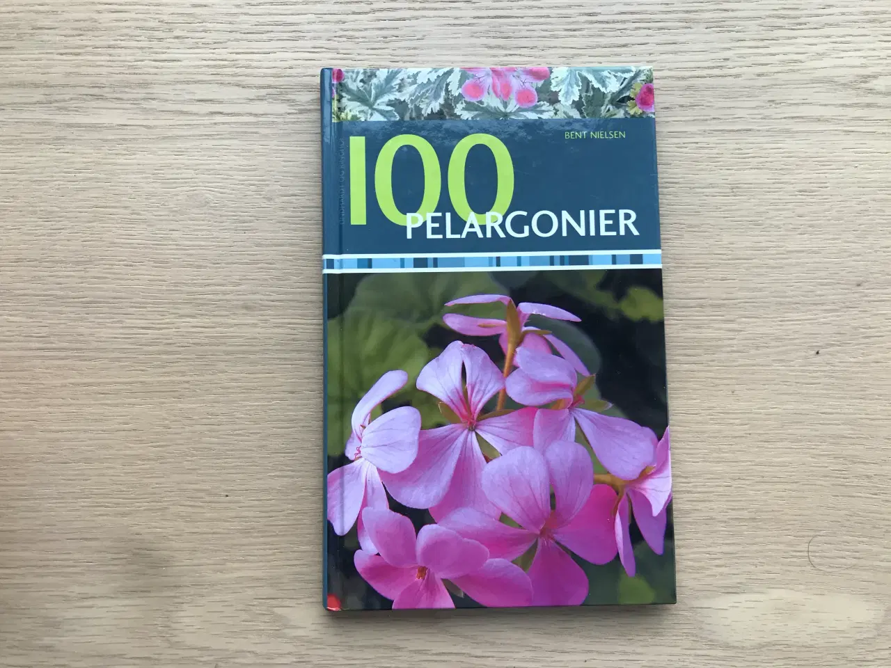 Billede 1 - 100 Pelargonier  af Bent Nielsen