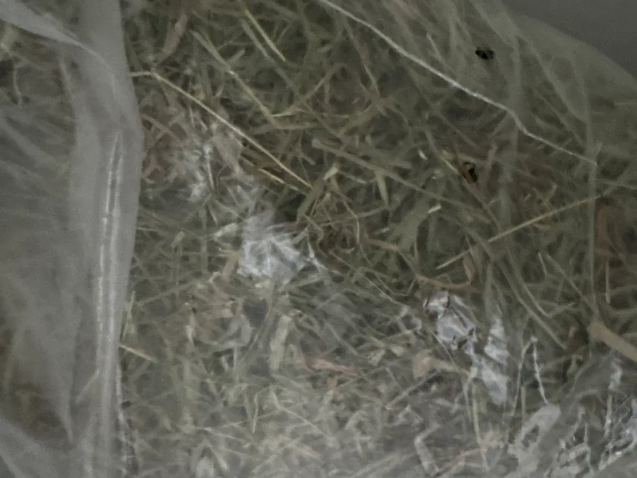 Billede 5 - Mini lop han kanin 