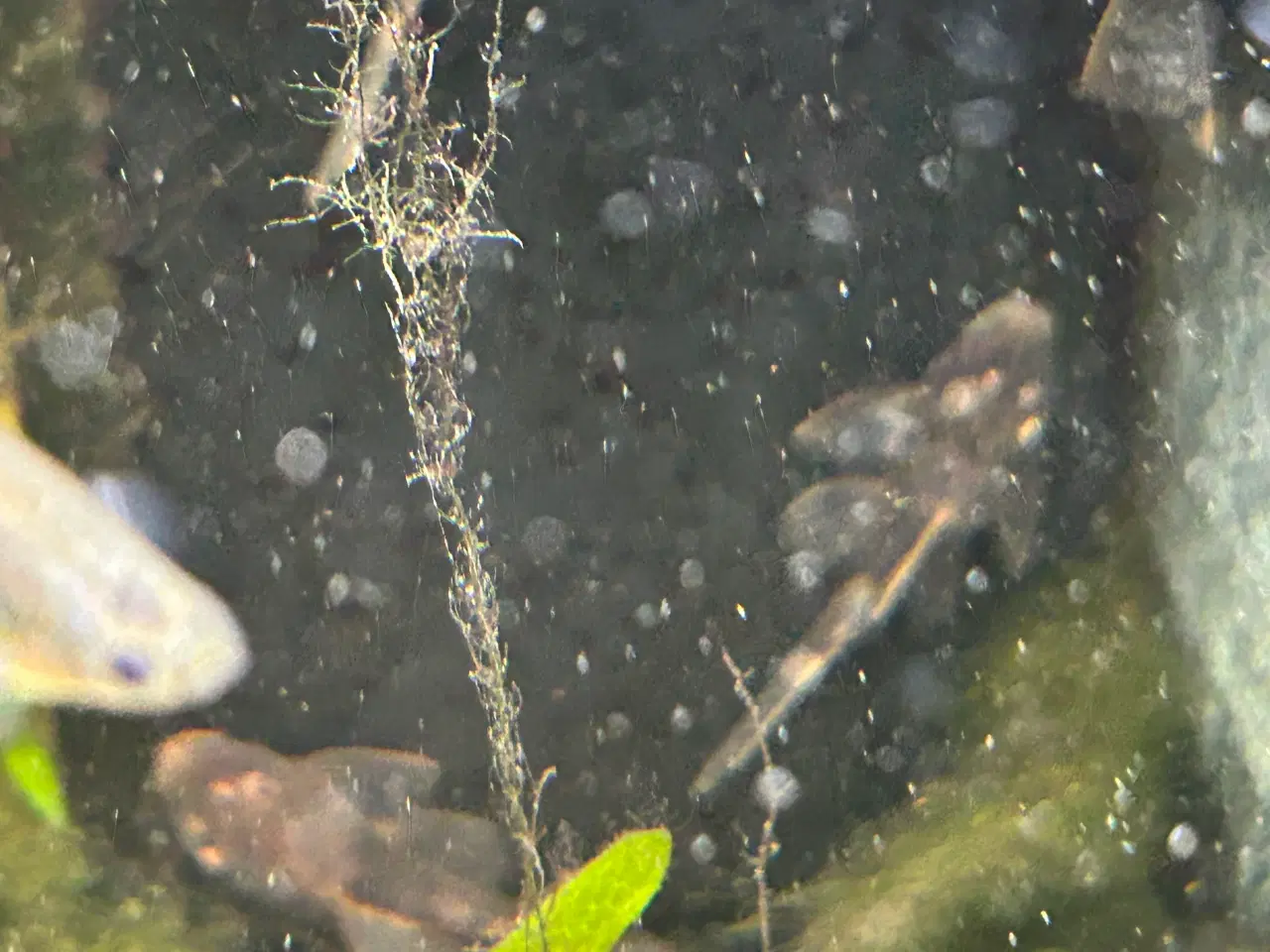 Billede 3 - 🐟 LDA16 Ancistrus maller – sunde og aktive 