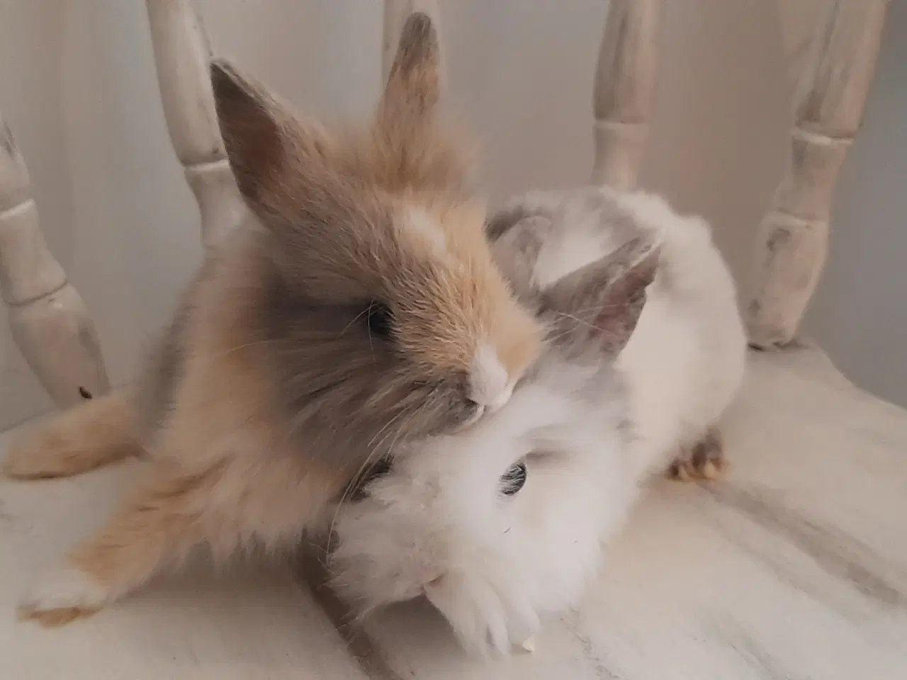 Billede 6 - 8 Unge kaniner🐰🐇 forskellige racer