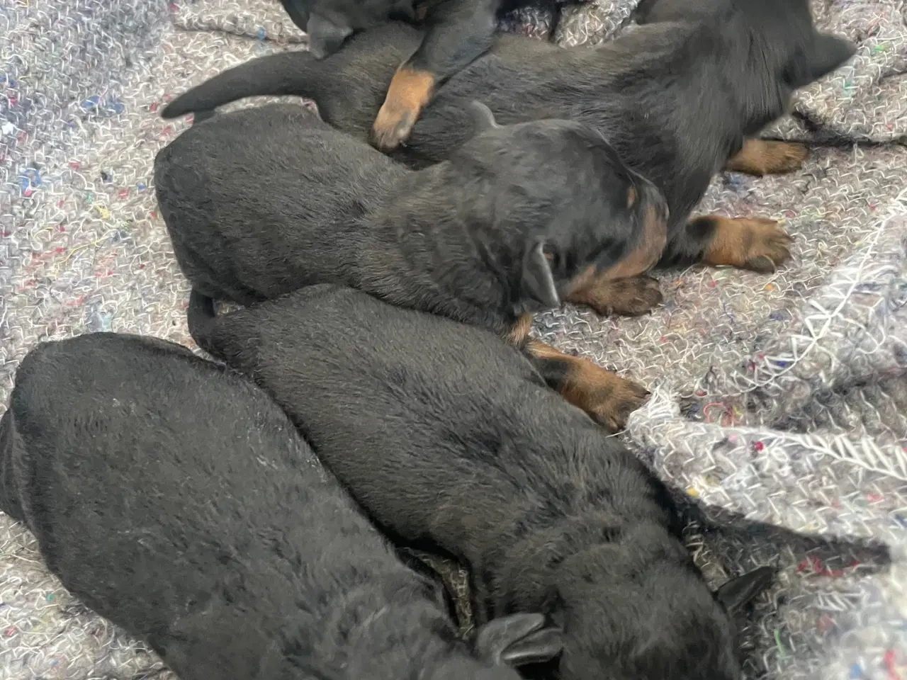 Billede 10 - Tysk jagtterrier hvalpe