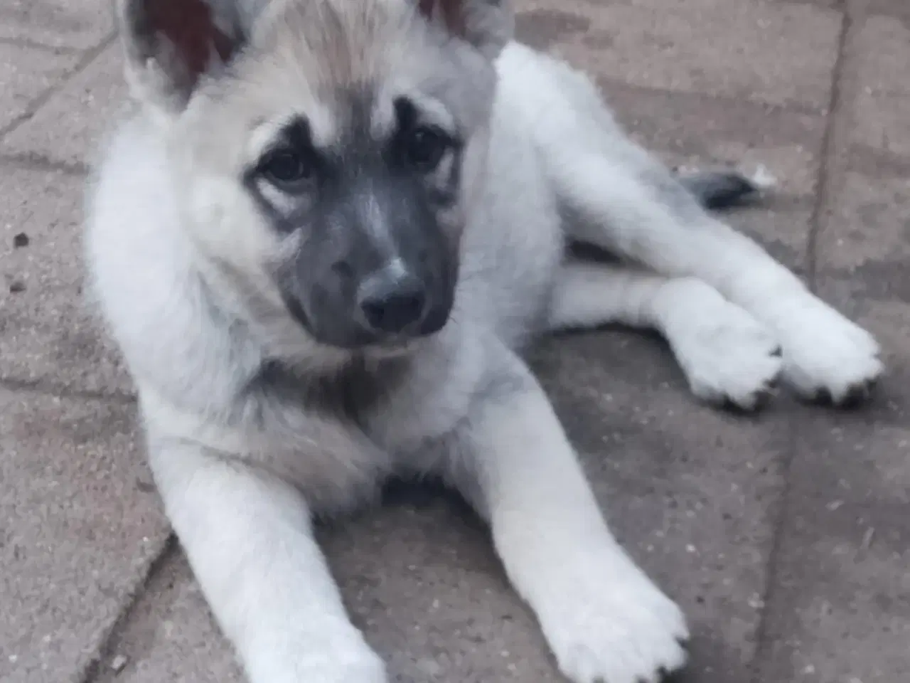 Billede 8 - Husky blandinger 