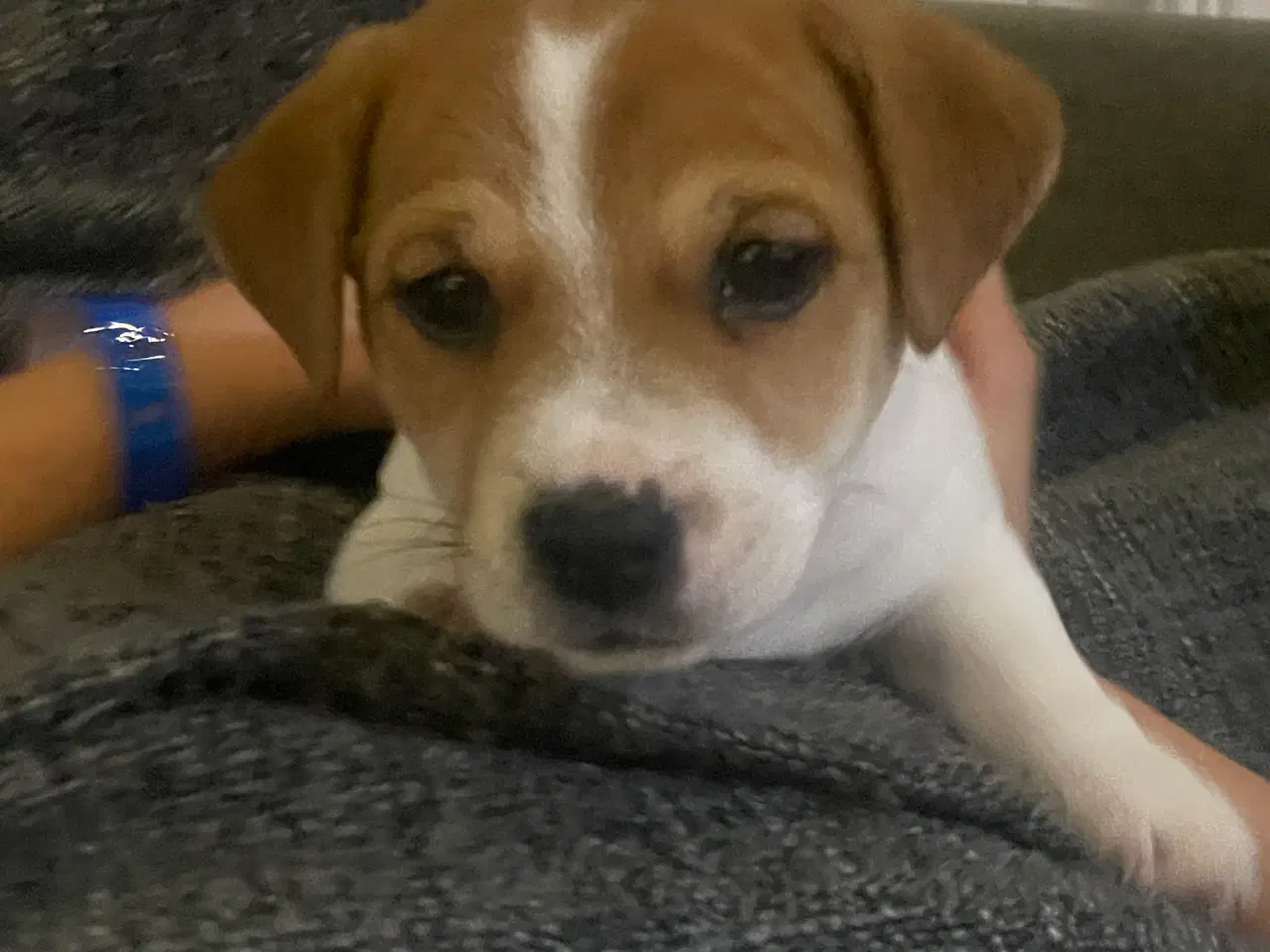 Billede 4 - Jack russell terrier hvalpe