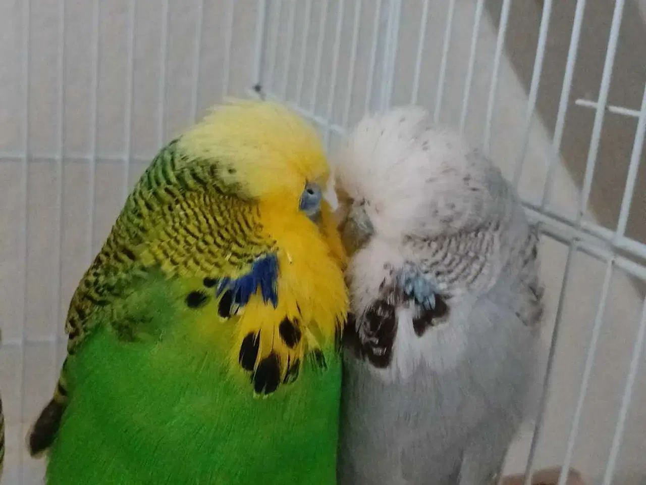 Billede 8 - 1 par Engelske undulater