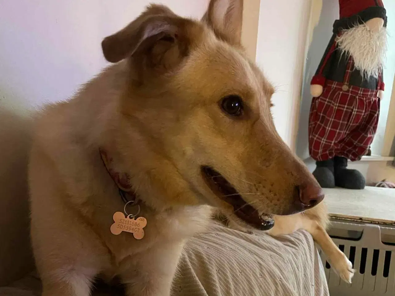 Billede 17 - Smukke Daisy søger familie