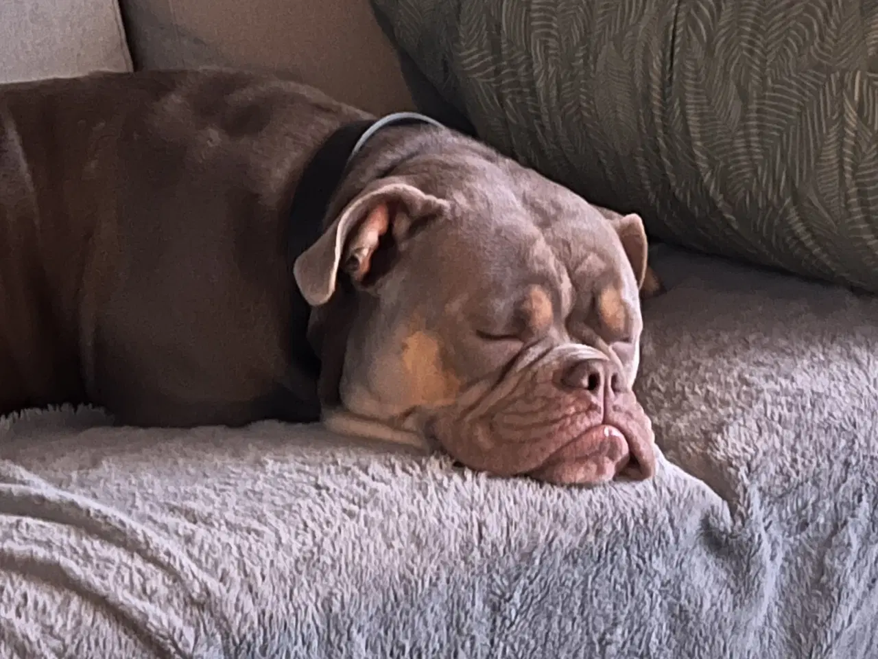 Billede 10 - Old english bulldog