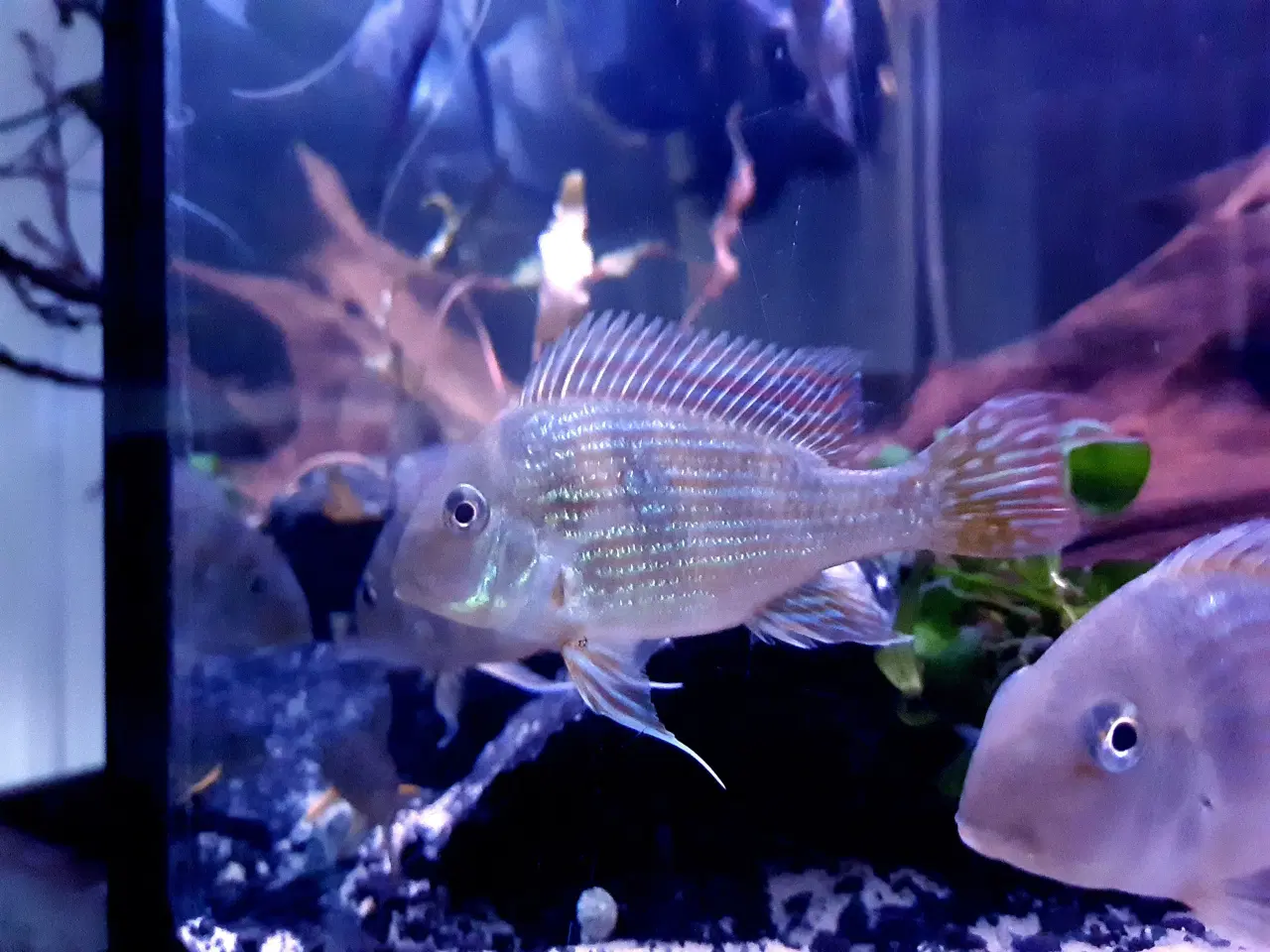 Billede 4 - Geophagus sveni vf1 yngel 8-12cm