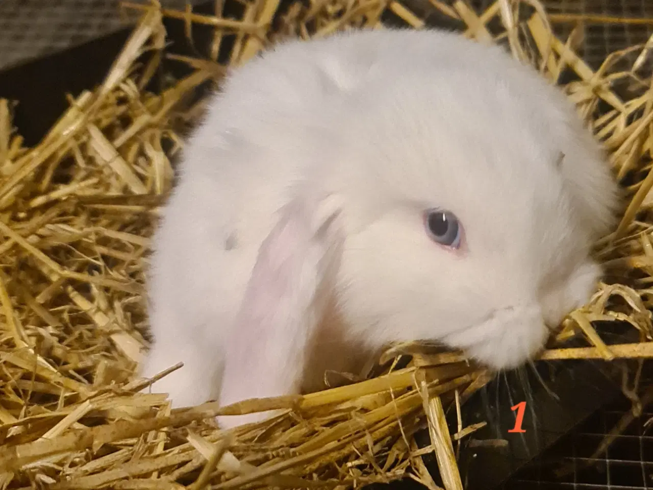 Billede 3 - Kaninunger Mini Lop 
