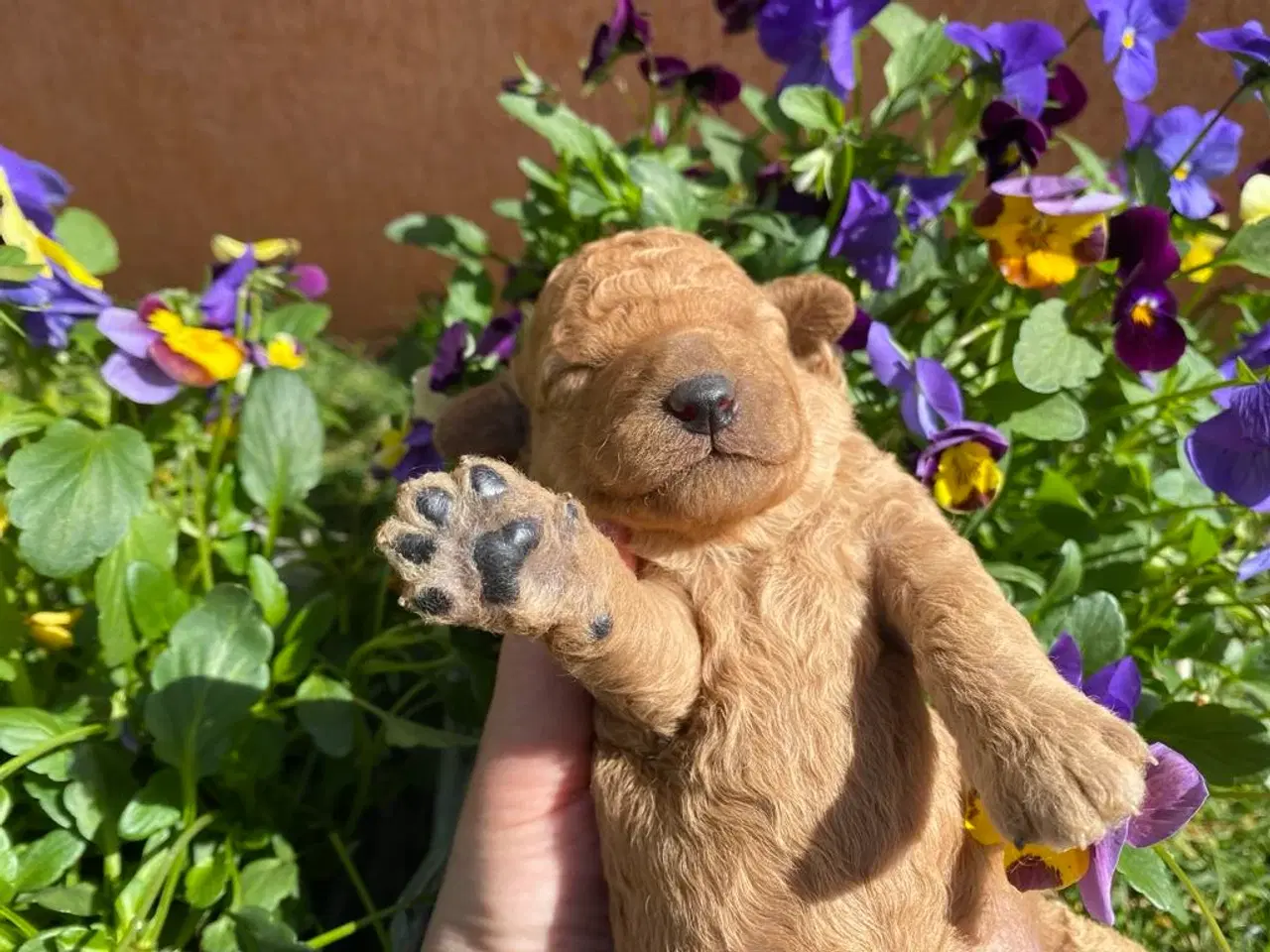 Billede 9 -  Smukke Goldendoodle mellem doodle hvalpe