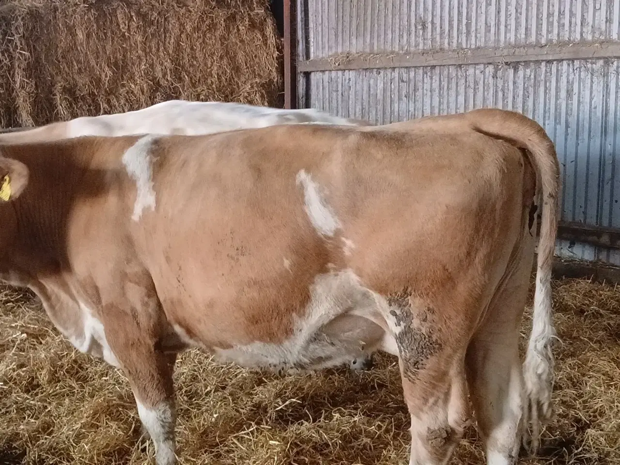 Billede 4 - 2 simmentaler køer med kalve 