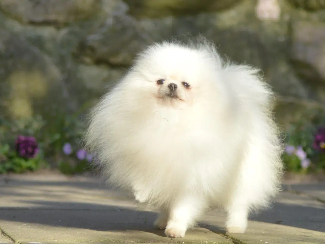 Billede 2 - Smuk Pomeranian tilbydes Avl