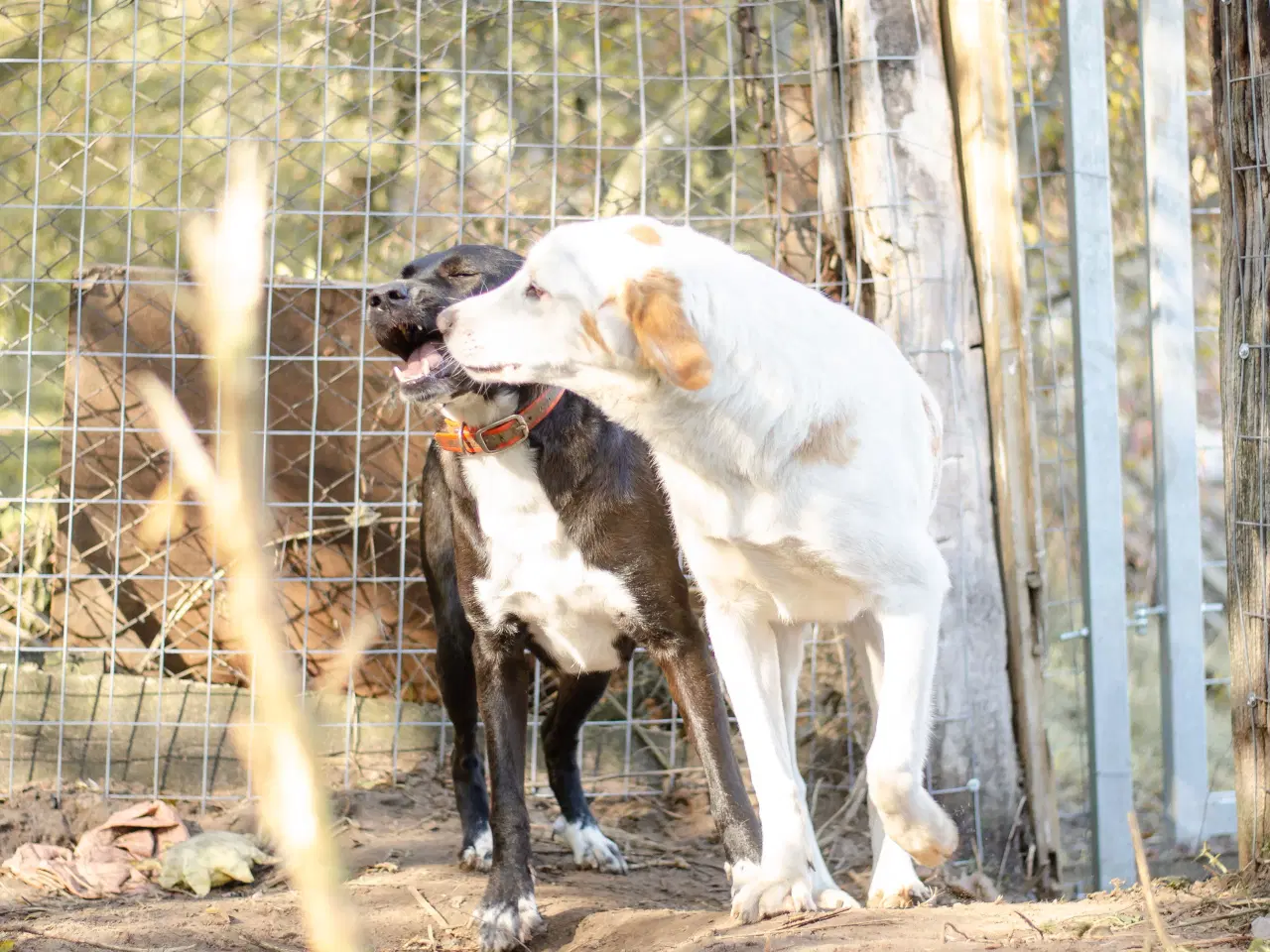 Billede 4 - Skønne Callie søger familie