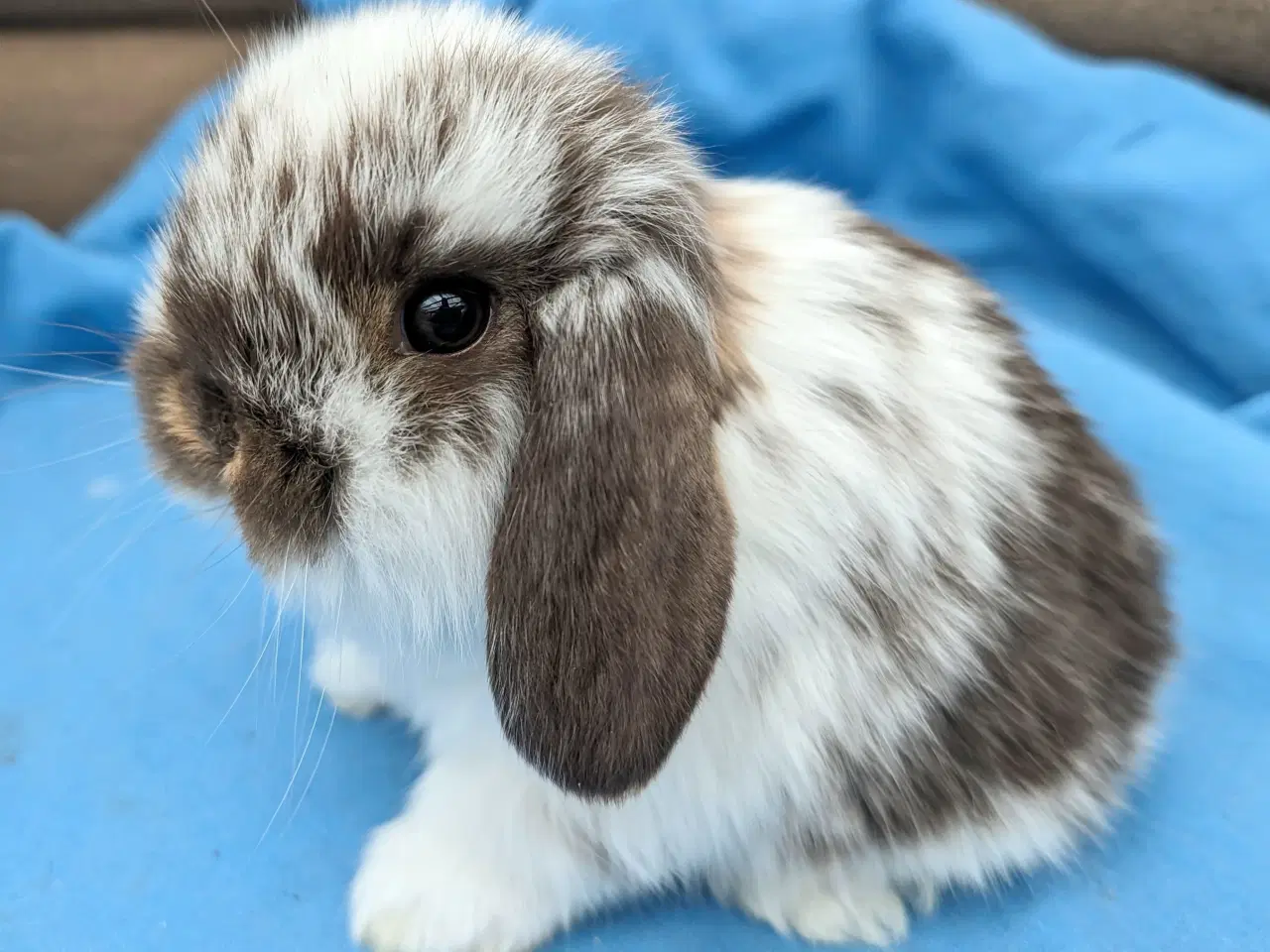 Billede 3 - Minilop kaninunge sælges 