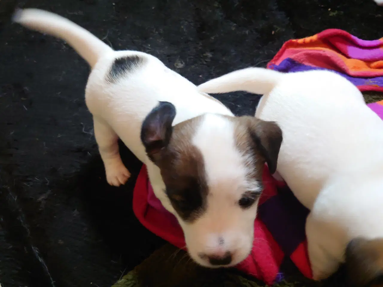 Billede 4 - Jack Russell hvalpe (kort benet type)