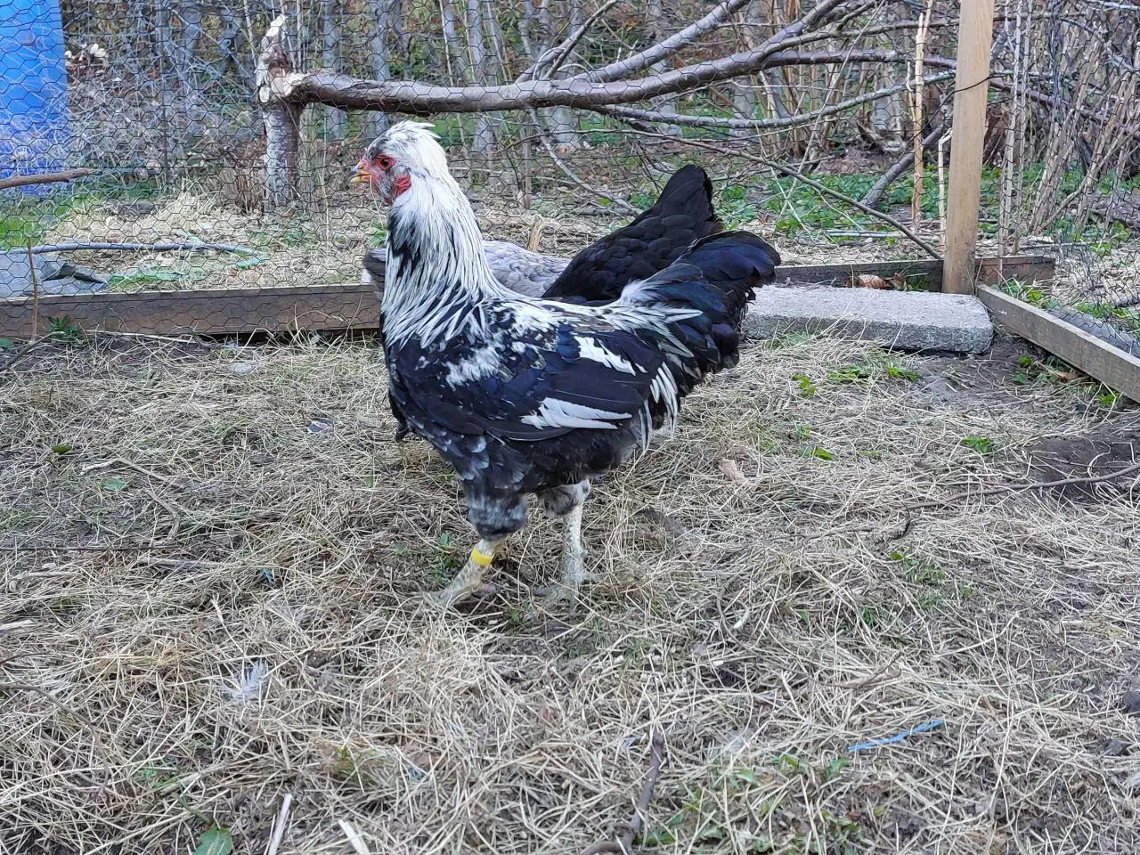 Billede 7 - Blå rugeæg fra blålæggerhøner