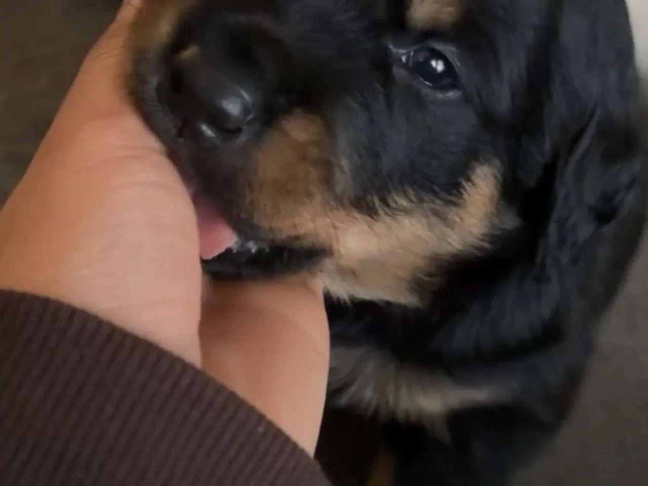 Billede 4 - Golden Retriever/Rottweiler hvalpe til salg