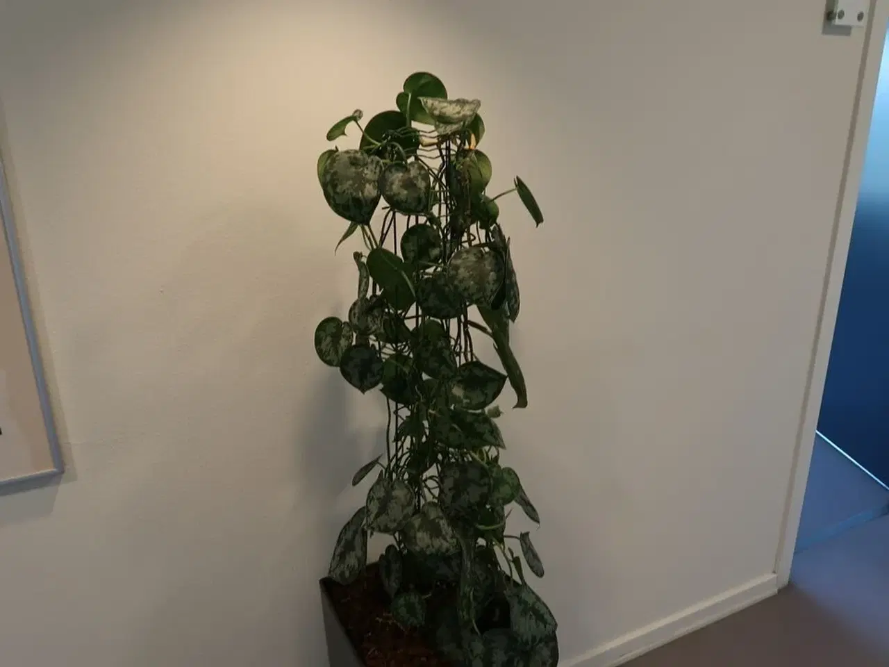 Billede 2 - Plante i krukke