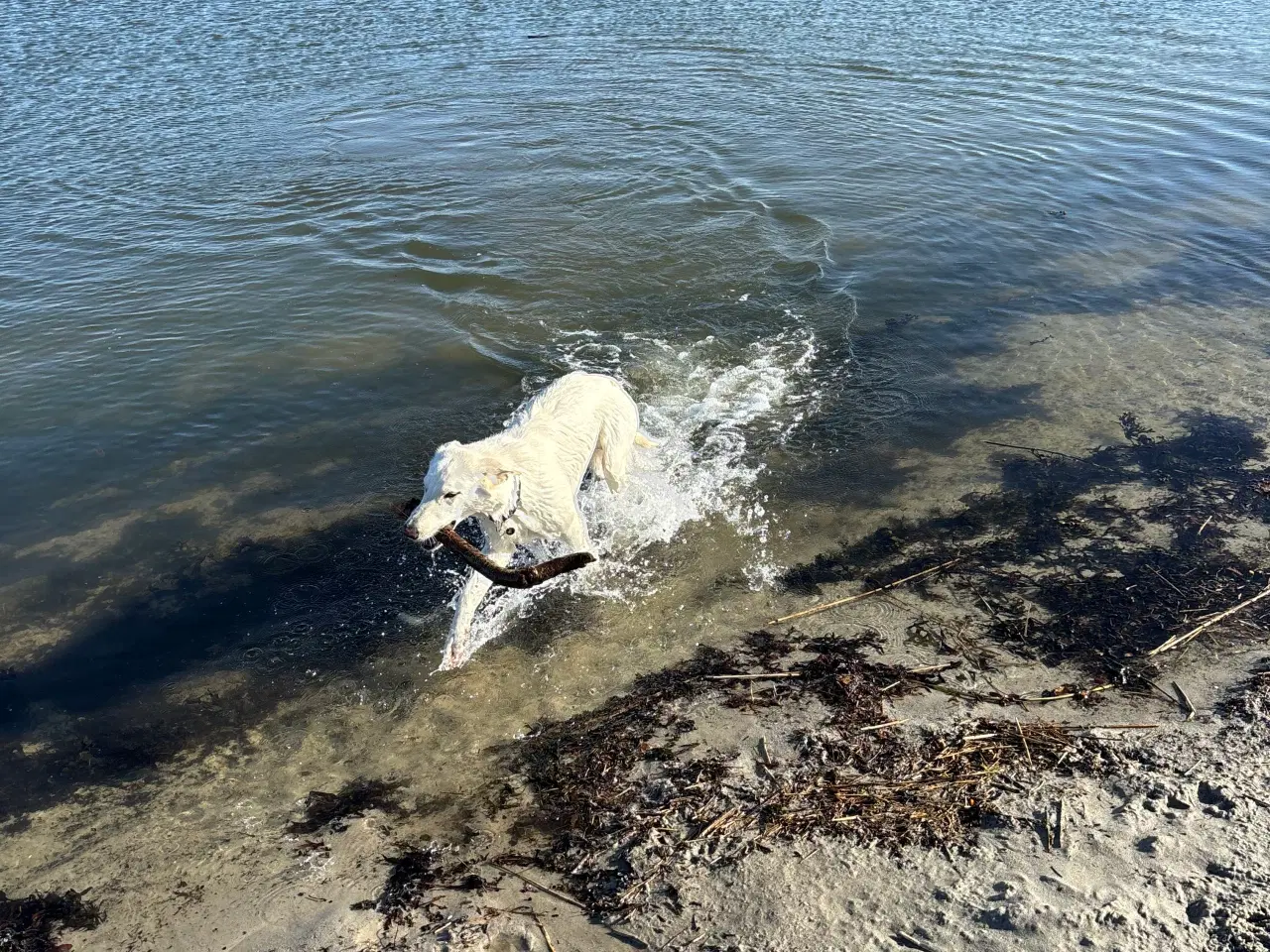 Billede 4 - schweizisk hyrdehund (hvid schæfer)2,5 år 