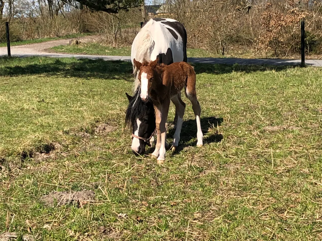 Billede 3 - Pony kat 1 føl / plag