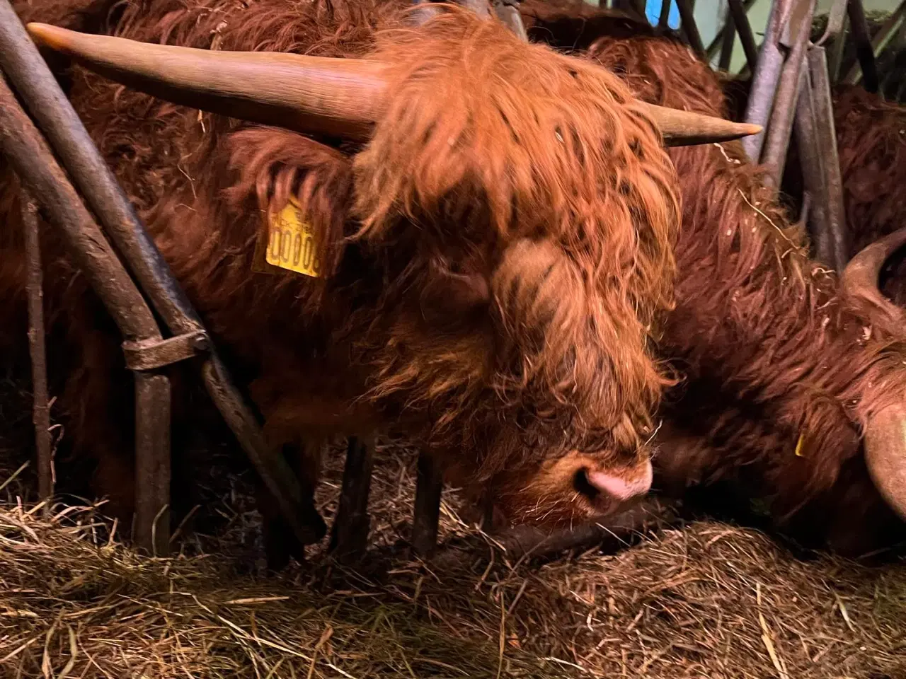 Billede 3 - Skotskhøjlands tyre fra 2022