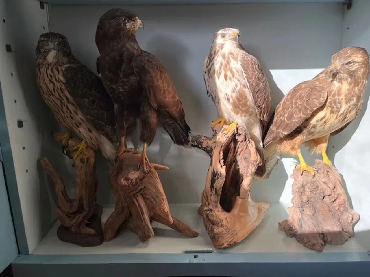 Billede 1 - Rovfugle samling til salg.