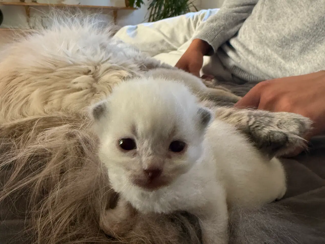 Billede 2 - Ragdoll