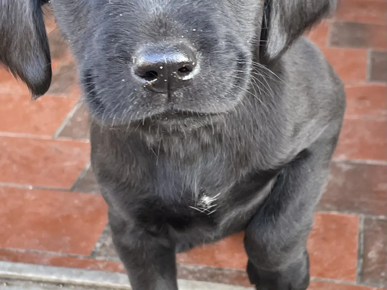 Billede 5 - Labrador / Cokkerspaniel blanding
