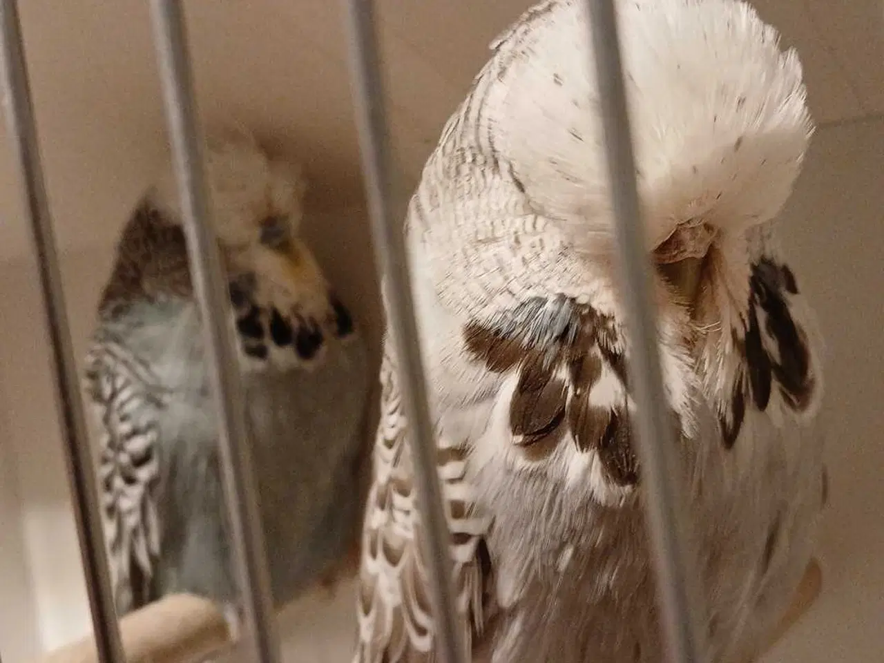 Billede 17 - 1 par Engelske undulater 