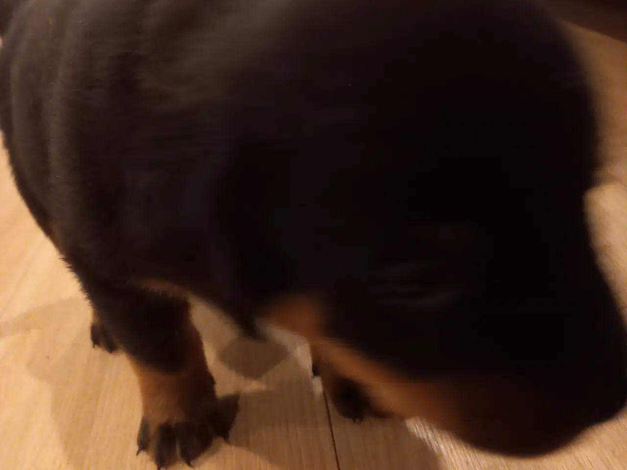 Billede 10 - Rottweiler hvalpe