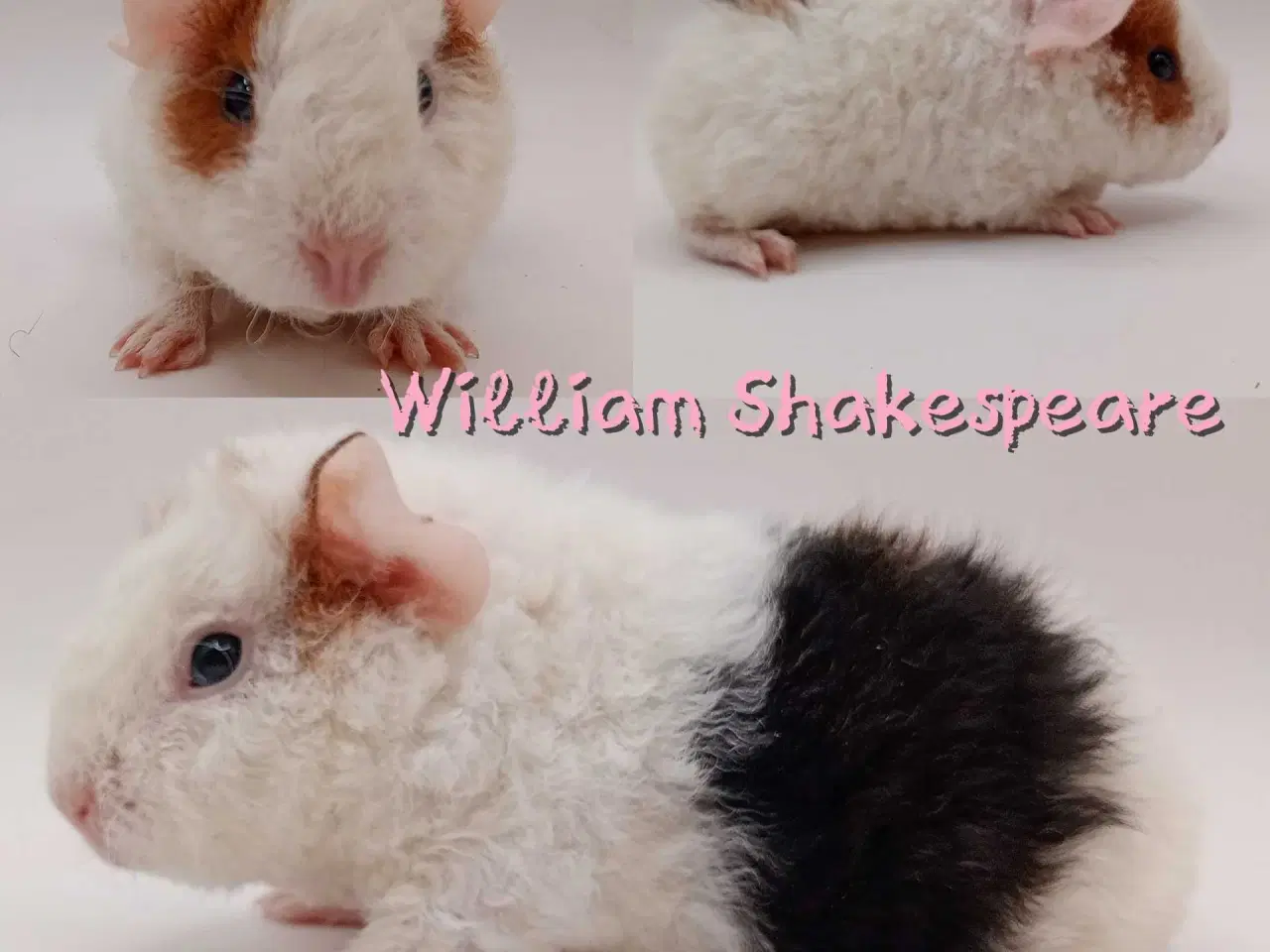 Billede 7 - DK Marinos opdræt