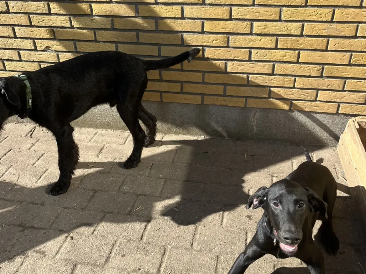 Billede 5 - 2 søde og aktive Dobermann blandingshvalpe