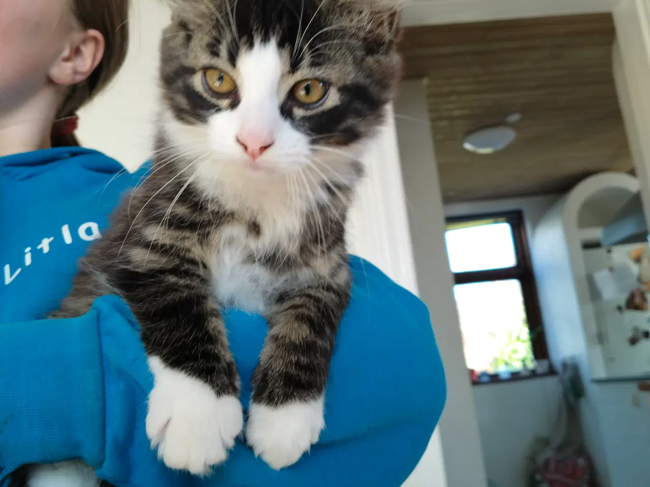 Billede 3 - Hankat søger nyt blivende hjem 