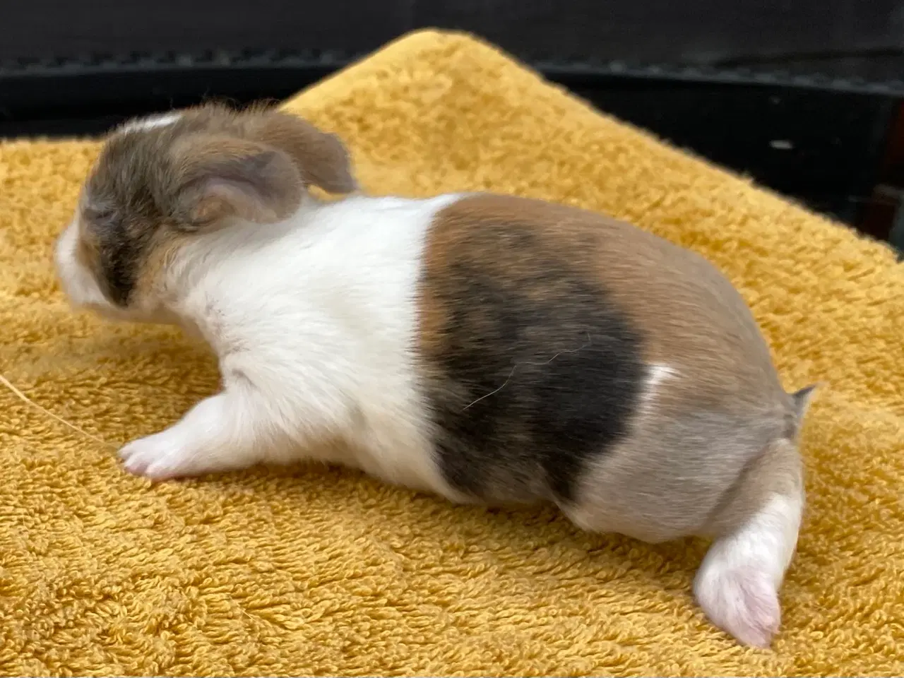 Billede 8 - HOLLÆNDER HUN JAPANER SORT/GUL