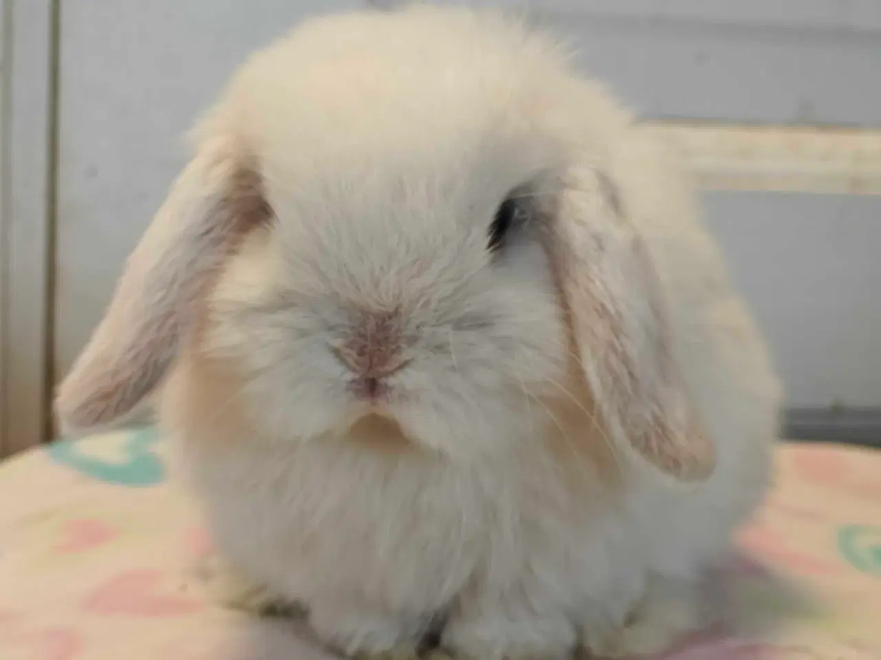 Billede 10 - Minilop