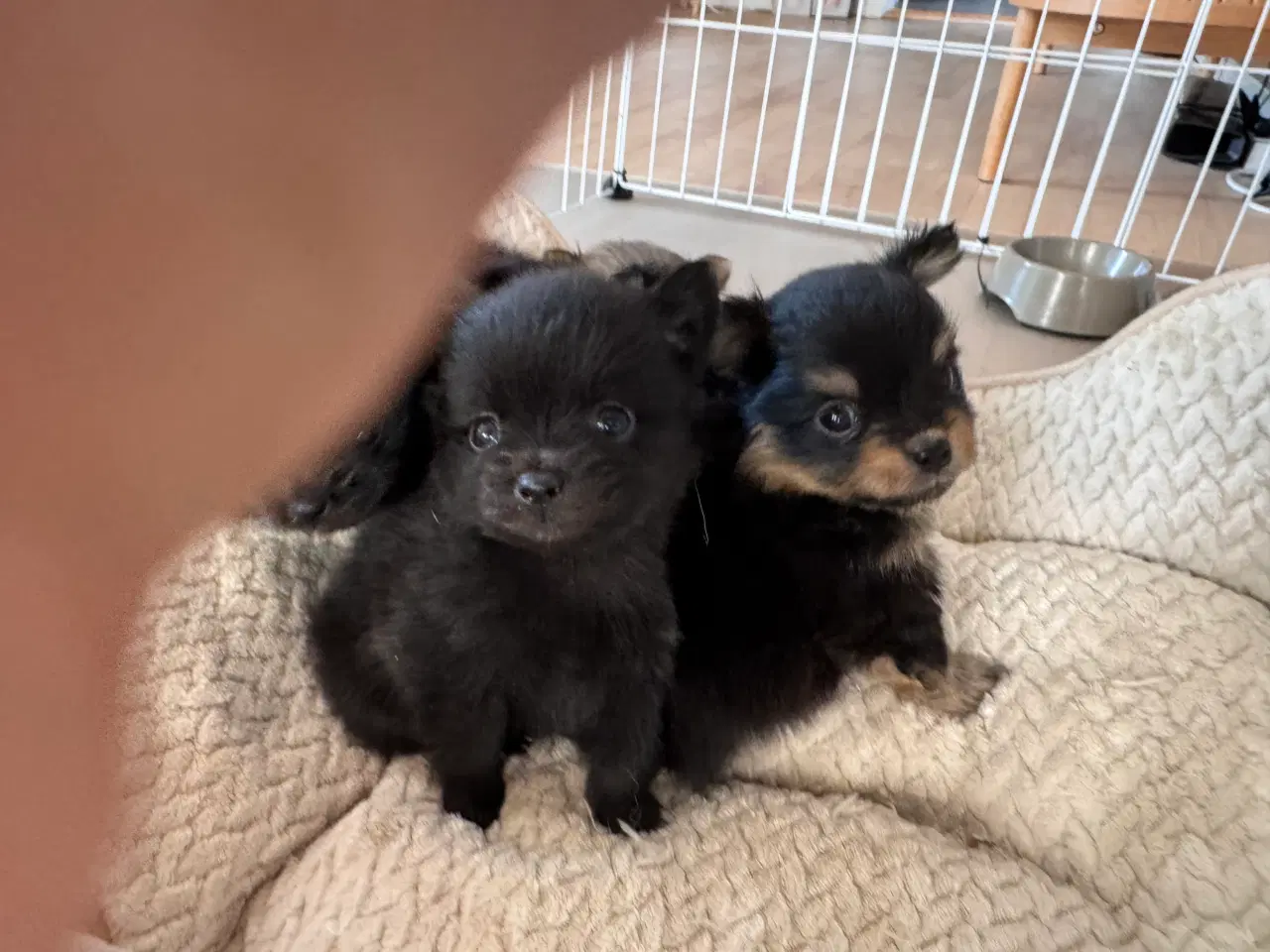 Billede 6 - Pomchi hvalpe 