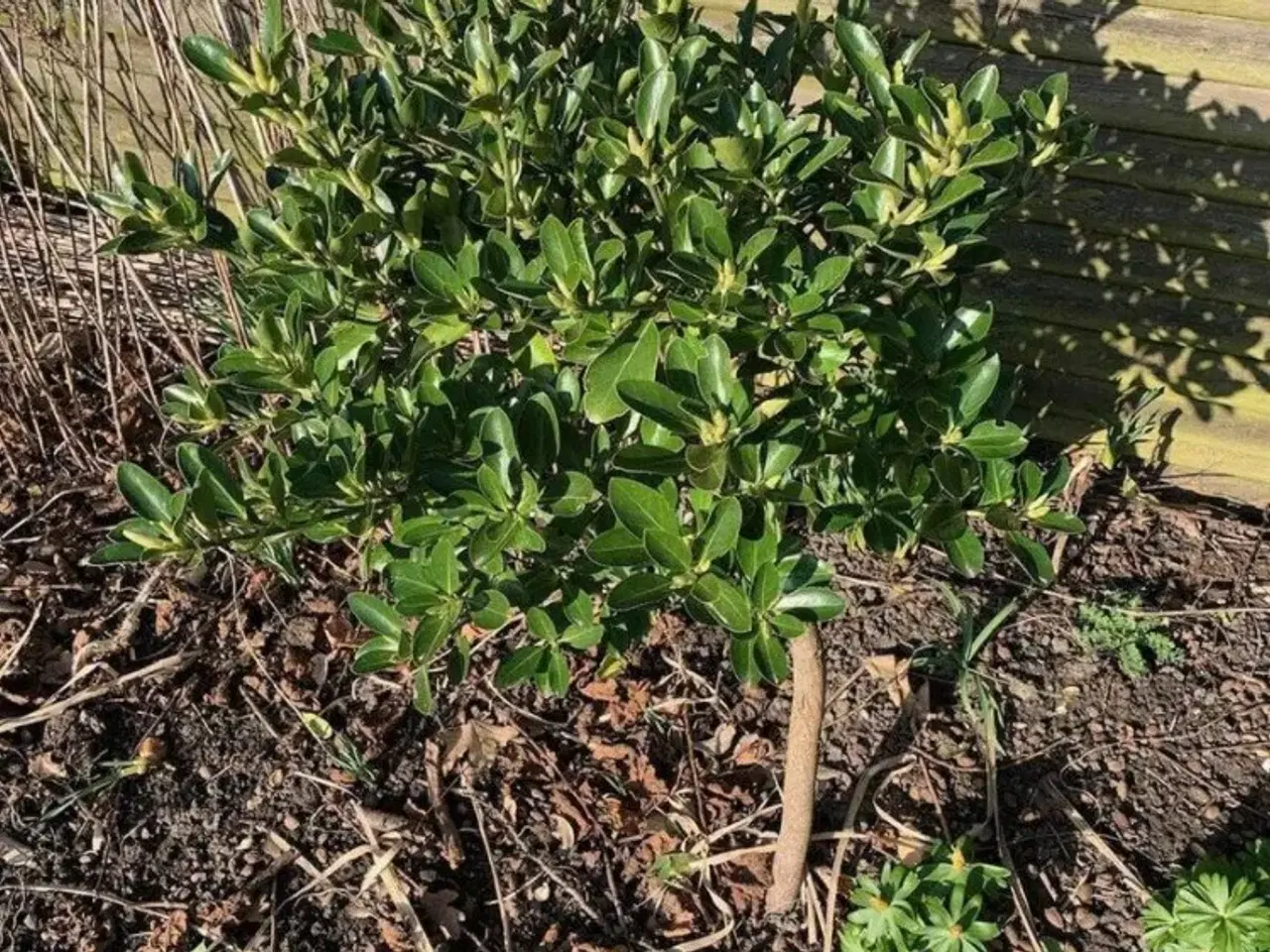 Billede 1 - Stedsegrønne planter