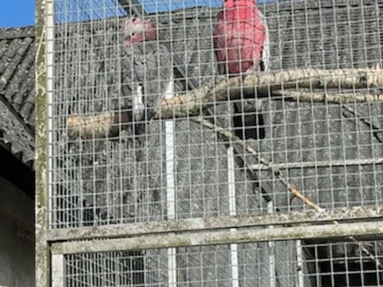 Billede 2 - Tam papegøjer til salg – søger kærligt hjem