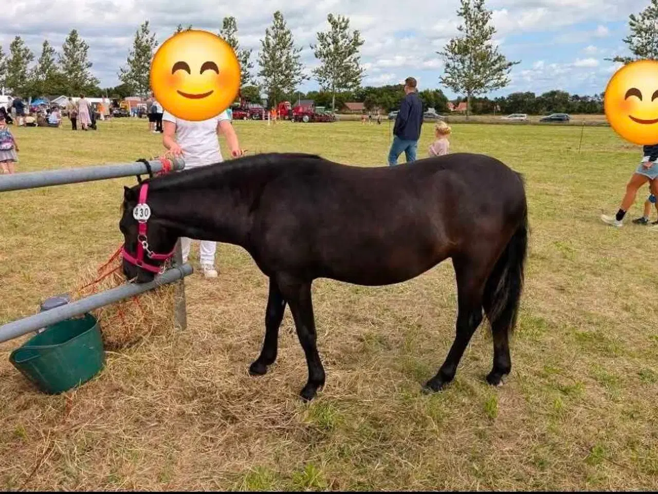 Billede 4 -  Dartmoor, Skuets Bedste Fritidshest!