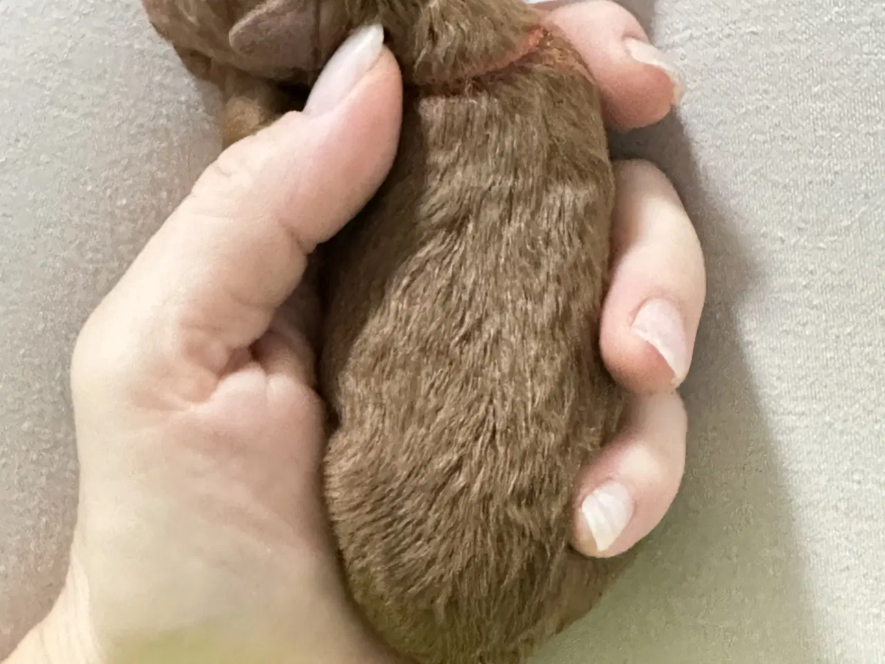 Billede 4 - Toy puddelhvalpe 🐾