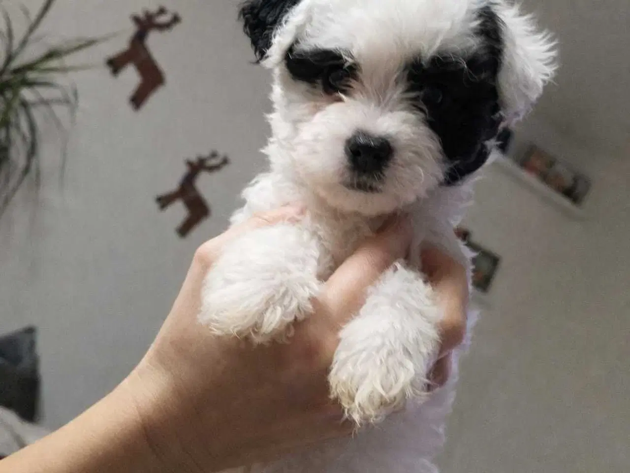 Billede 5 - Bichon Havanais kvalpe 🤗🐶🥰♥️