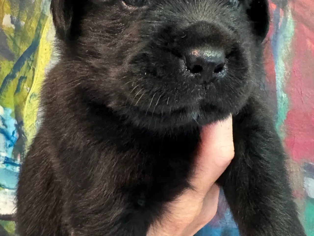 Billede 7 - Golden Retriever & Rottweiler mix