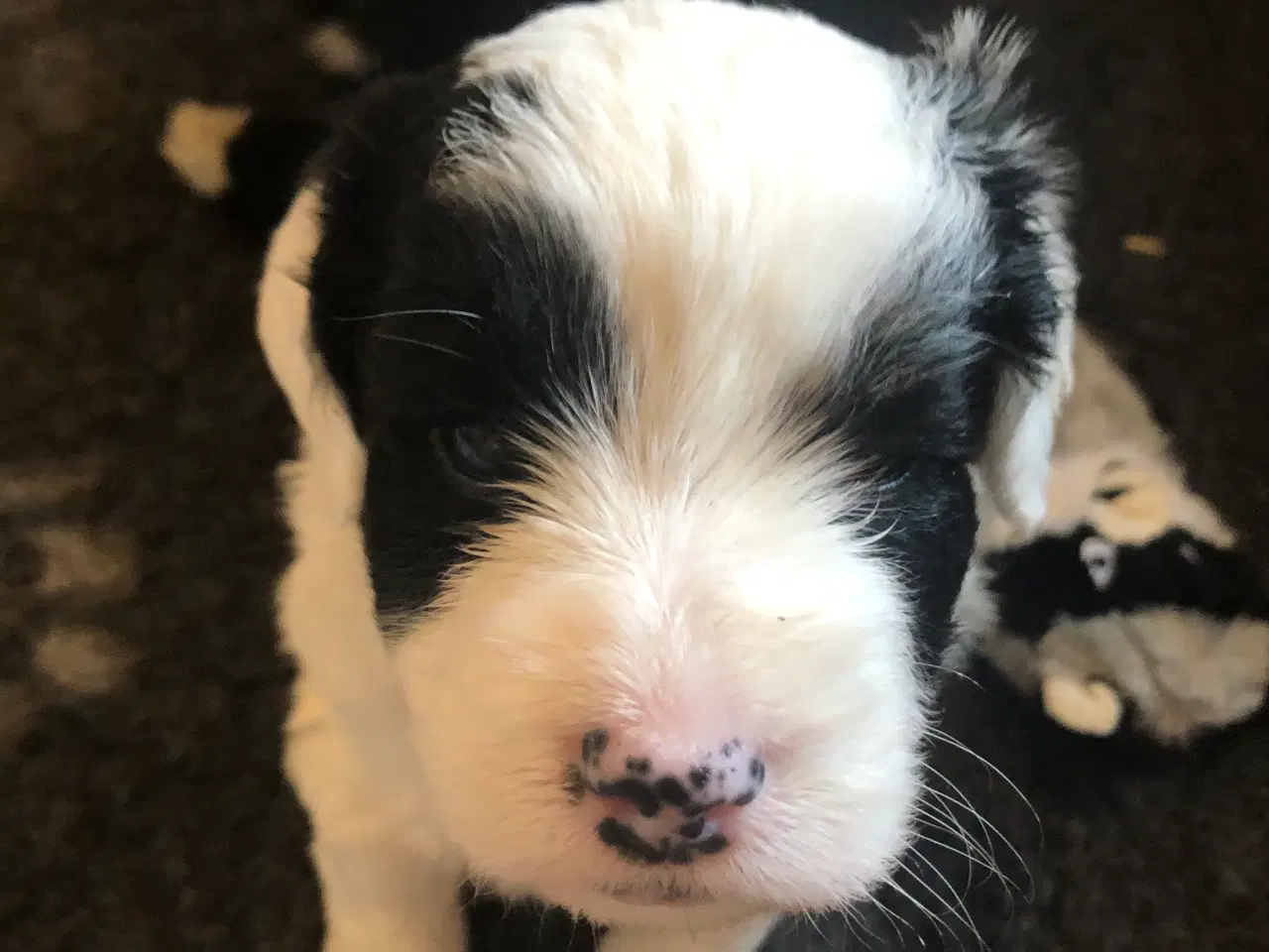 Billede 13 - Unikke blandings hundehvalpe