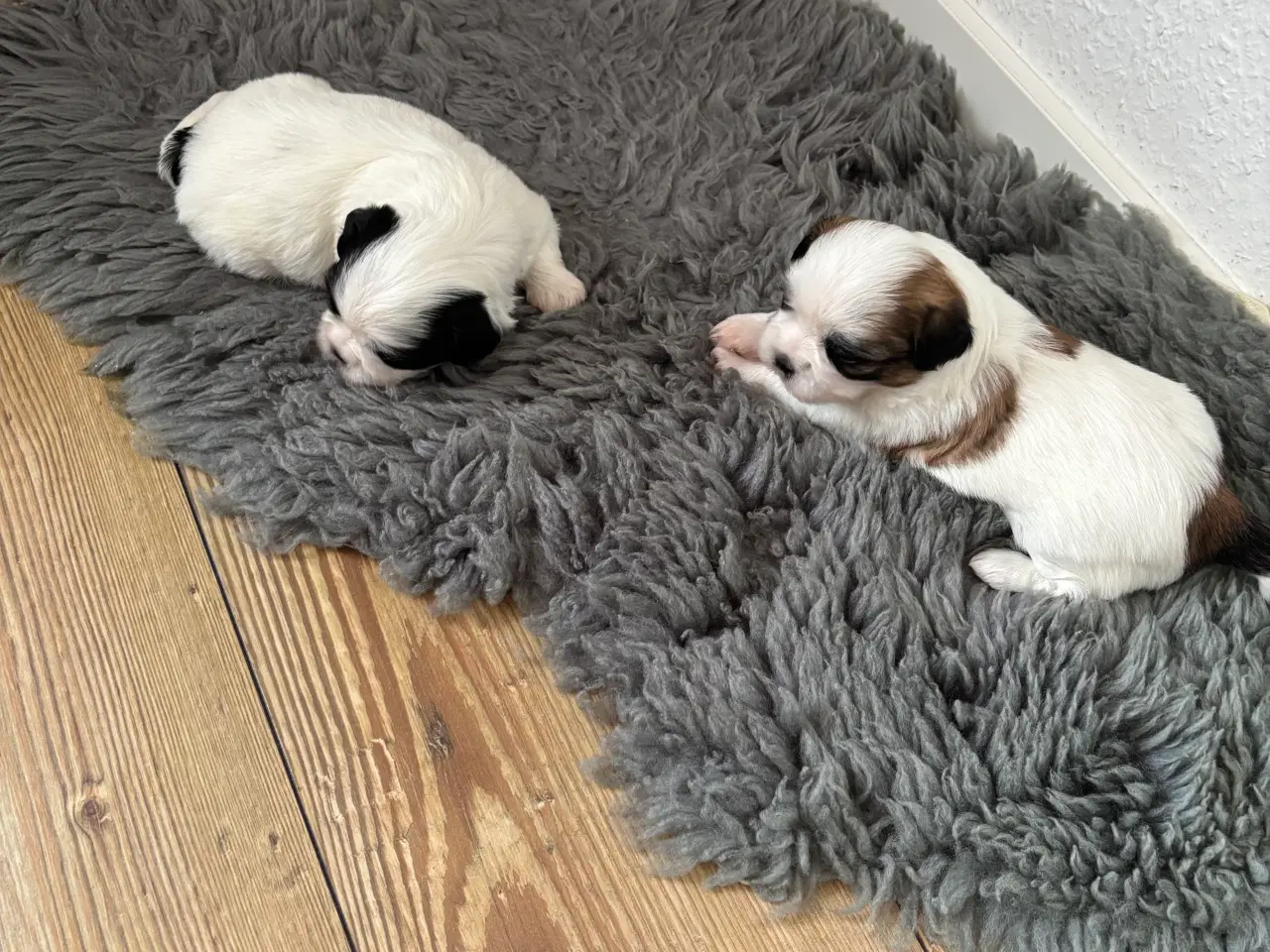 Billede 6 - Shih Tzu hvalpe sælges