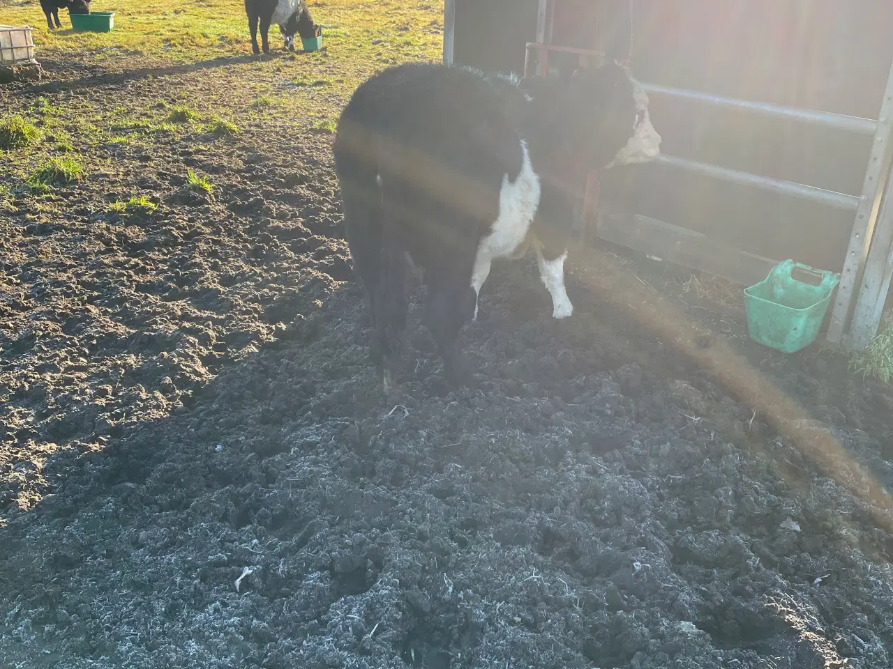 Billede 1 - Galloway x herford kvie.