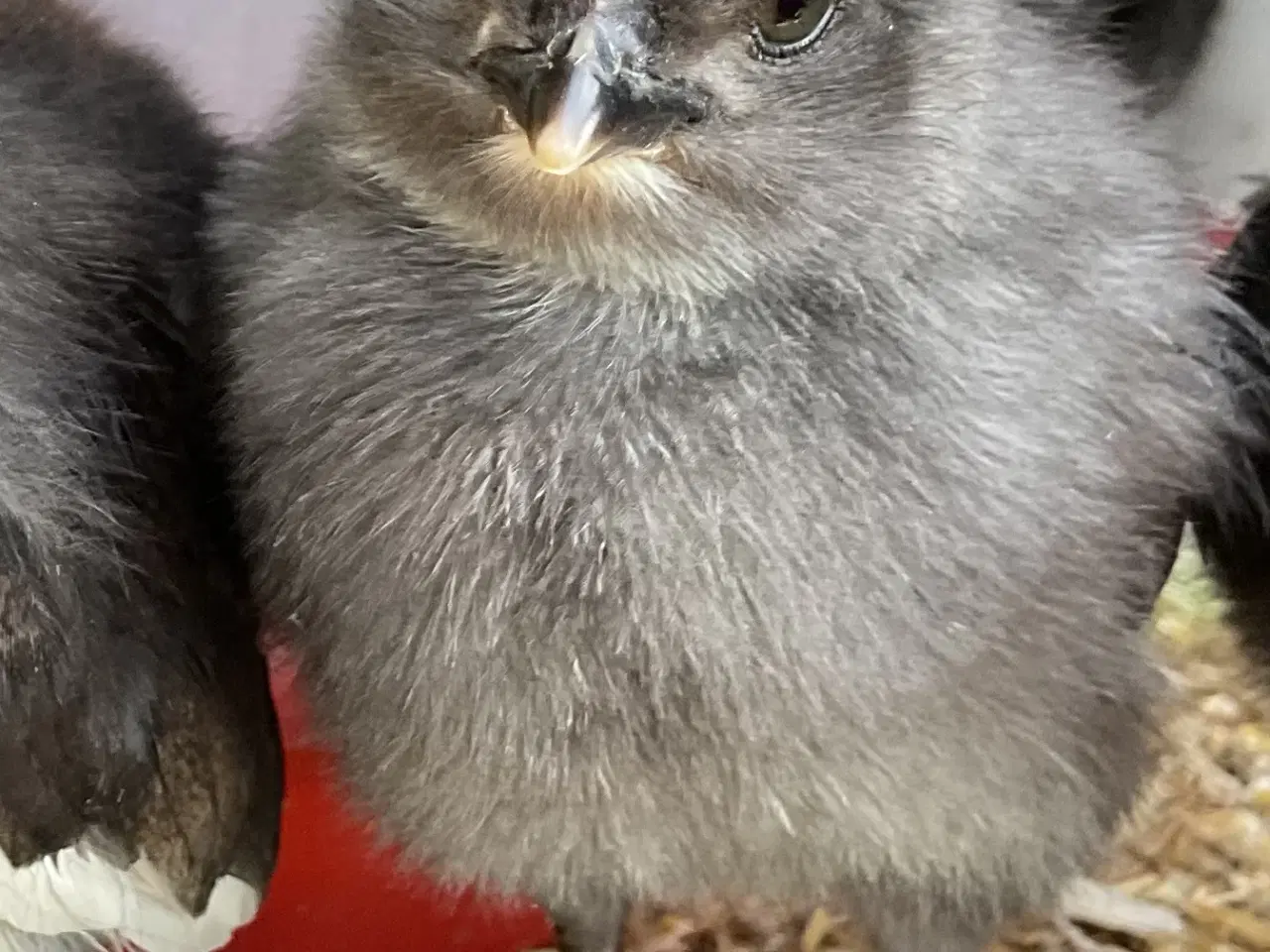 Billede 4 - Daggamle Silverruds blå, 8.3