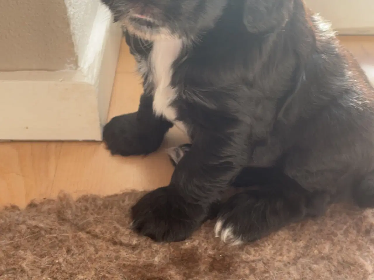 Billede 2 - Kun 1 tilbage. Cocker Spaniel hvalpe klar 18/5