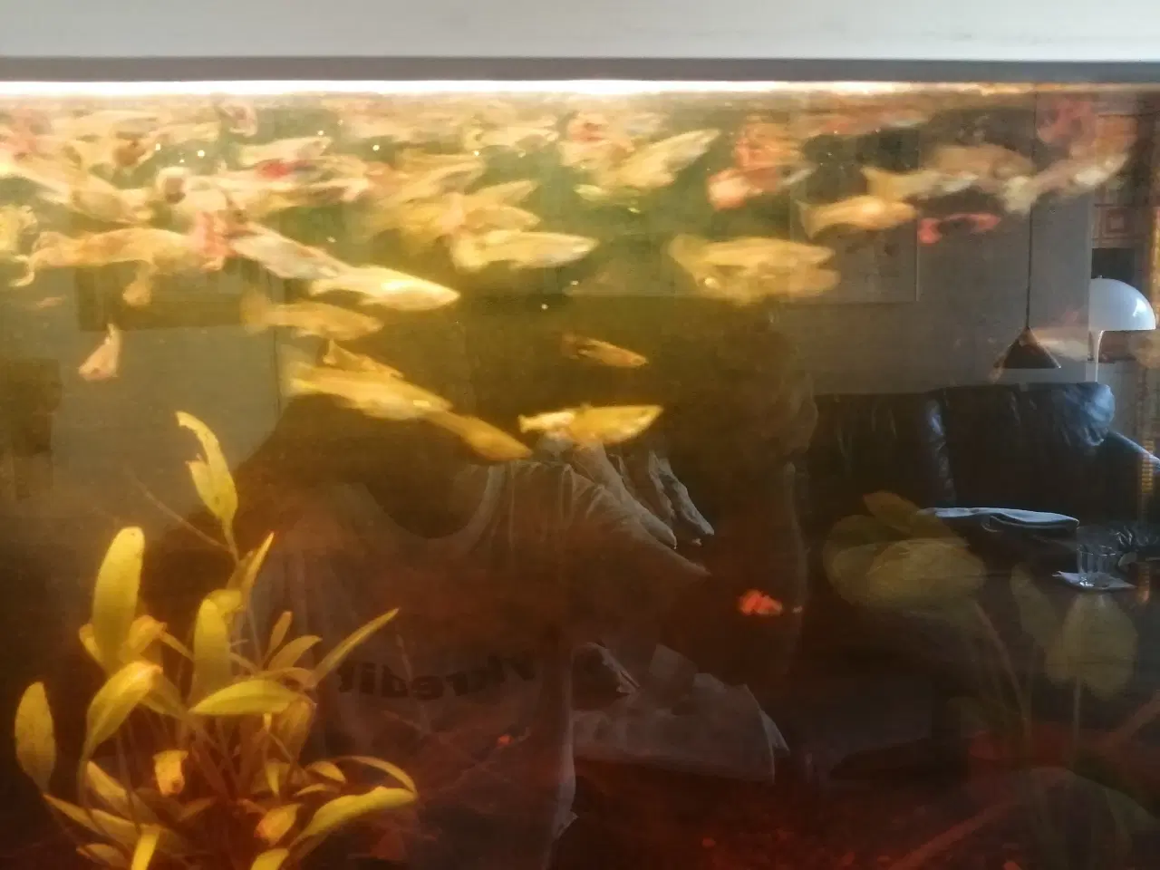 Billede 14 - Guppy 20 stk.