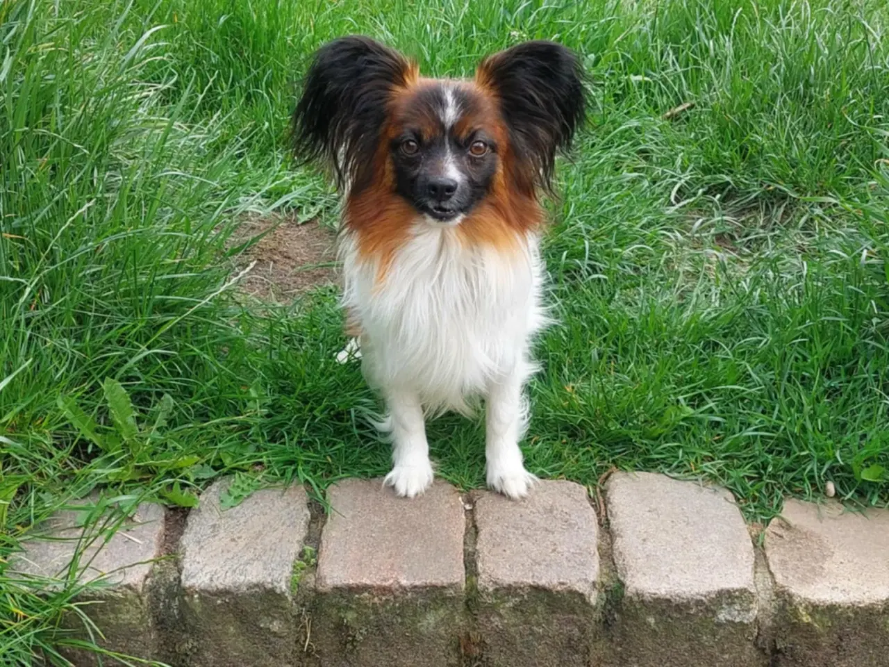Billede 4 - Papillon dreng 3 år